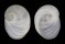 NATICIDAE SINUM PERSPECTIVUM shell