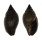 MITRIDAE ZIERLIANA OLEACEA shell