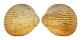 CARDIIDAE TRACHYCARDIUM MURICATUM shell
