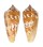 CONIDAE CONUS JANUS shell