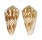 CONIDAE CONUS SULCOCASTANEUS shell