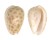 MARGINELLIDAE MARGINELLA PERSICULA shell
