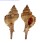 MURICIDAE CHICOREUS COLTRORUM shell