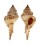 MURICIDAE CHICOREUS COLTRORUM shell