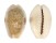CYPRAEIDAE EROSARIA EROSA LACTESCENS shell