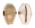 CYPRAEIDAE EROSARIA EROSA LACTESCENS shell