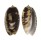 OLIVIDAE OLIVA BULBOSA FABAGINA shell