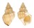 STRUTHIOLARIIDAE STRUTHIOLARIA PAPULOSA shell