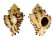 MURICIDAE CHICOREUS STAINFORTHI shell