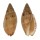 VOLUTIDAE LYRIA PAULJOHNSONI shell
