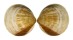 GLYCYMERIDIDAE GLYCYMERIS LONGIOR shell