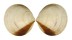 GLYCYMERIDIDAE GLYCYMERIS LONGIOR shell