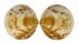 GLYCYMERIDIDAE GLYCYMERIS LONGIOR shell