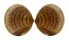 GLYCYMERIDIDAE GLYCYMERIS LONGIOR shell