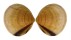 GLYCYMERIDIDAE GLYCYMERIS LONGIOR shell