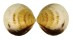 GLYCYMERIDIDAE GLYCYMERIS LONGIOR shell