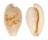 CYPRAEIDAE CYPRAEOVULA CAPENSIS GONUBIENSIS shell