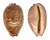 CYPRAEIDAE LEPOCYPRAEA MAPPA PANERYTHRA shell