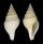 TURRIDAE BATHYTOMA ATRACTOIDES shell