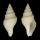 TURRIDAE BATHYTOMA ATRACTOIDES shell