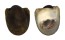 NERITIDAE NERIPTERON TAITENSIS shell