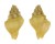 BUCCINIDAE ENGINA JANOWSKYI shell