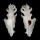 MURICIDAE PTERYNOTUS ELONGATUS shell