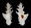 MURICIDAE PTERYNOTUS ELONGATUS shell