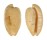 CYPRAEIDAE CYPRAEOVULA CAPENSIS GONUBIENSIS shell