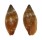 MITRIDAE STRIGATELLA ASSIMILIS shell