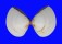 VENERIDAE MERETRIX LUSORIA shell