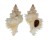 MURICIDAE CHICOREUS DENUDATUS shell