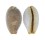 CYPRAEIDAE STAPHYLEA LIMACINA FACIFER shell