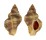 MURICIDAE OCENEBRA INERMICOSTA shell
