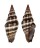 MITRIDAE VEXILLUM INTERMEDIUM shell