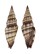 MITRIDAE VEXILLUM INTERMEDIUM shell