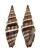 MITRIDAE VEXILLUM INTERMEDIUM shell