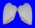 GLOSSIDAE MEIOCARDIA SAMARANGIAE shell