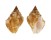 BUCCINIDAE CANTHARUS AURITULA shell