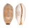 CYPRAEIDAE LURIA ISABELLA CONTROVERSA shell