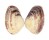 VENERIDAE IRUS CREBRELAMELLATUS shell