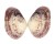VENERIDAE IRUS CREBRELAMELLATUS shell