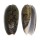 OLIVIDAE OLIVA VIDUA ALBOFASCIATA shell