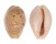 CYPRAEIDAE EROSARIA MARGINALIS MELOCELLATA shell