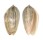 OLIVIDAE OLIVA INCRASSATA shell