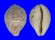 CYPRAEIDAE CYPRAEA TIGRIS PARDALIS shell