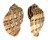 HARPIDAE HARPA ARTICULARIS shell