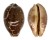 CYPRAEIDAE LEPORICYPRAEA MAPPA shell