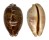 CYPRAEIDAE LEPORICYPRAEA MAPPA shell