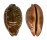 CYPRAEIDAE LEPORICYPRAEA MAPPA shell